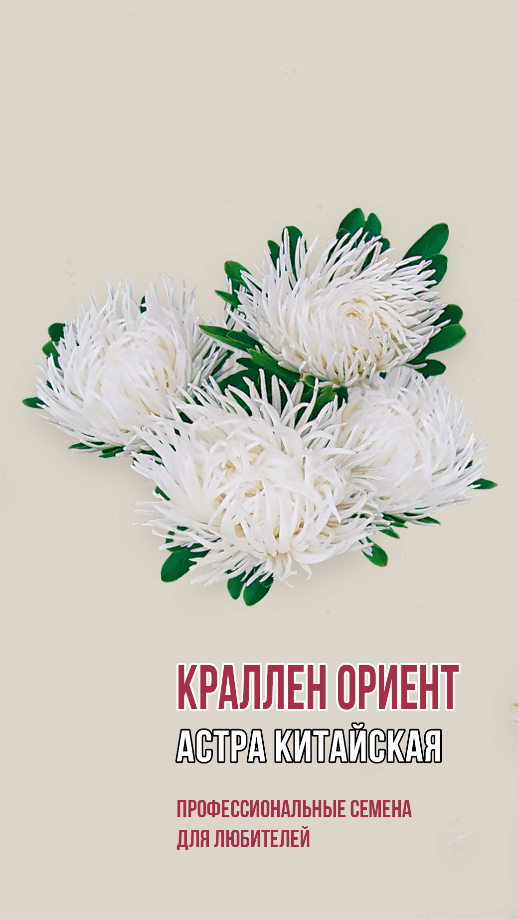 Астра китайская КАРАЛЛЕН ОРИЕНТ 0,2г