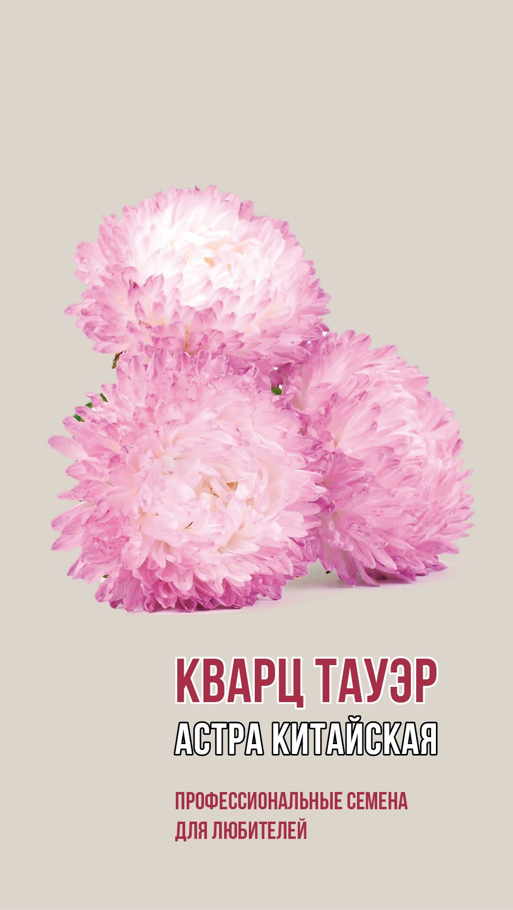 Астра китайская КВАРЦ ТАУЭР 0,2г