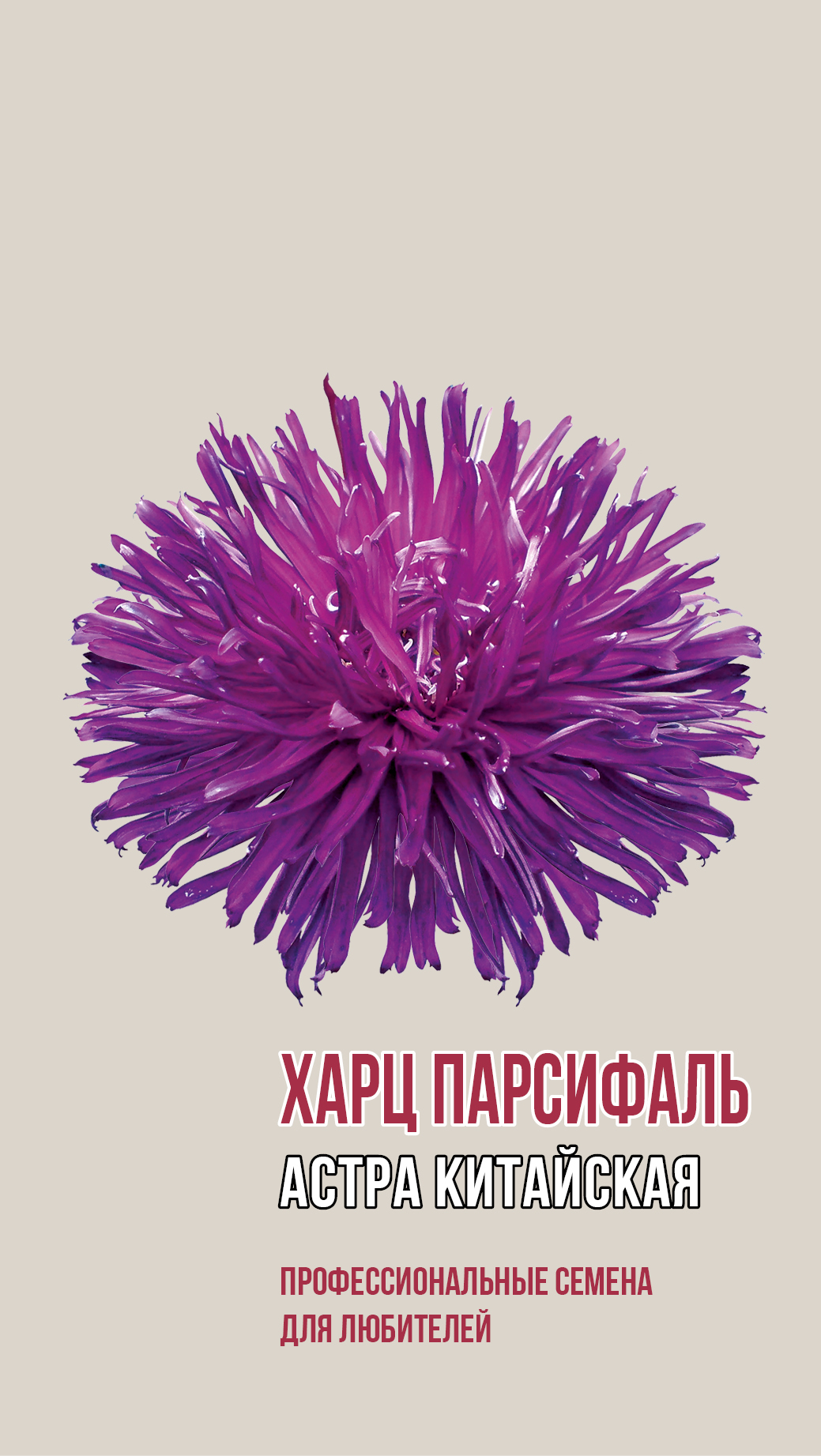 Астра китайская ХАРЦ ПАРСИФАЛЬ 0,2г